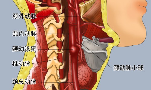 熟地黄的功效和作用主治-熟地黄的作用作用网 - 网站提供熟地黄功效作用小常识、熟地黄功效作用
