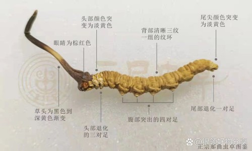 熟地黄的作用作用网 - 网站提供熟地黄功效作用小常识、熟地黄功效作用